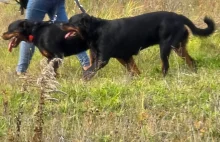 Kraków. 2 rotweilery i cane corso zaatakowaly ojca z dziecmi i psem.