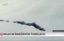 Niezwykłe zachowanie wilków w tunelach. Udało się je nagrać