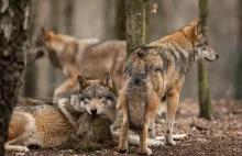 Waży się los europejskich wilków. "Polska jest mocno naciskana"