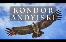 Władca andyjskiego nieba - Kondor wielki