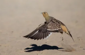 Pióra jak gąbka - stepówka namibijska (Pterocles namaqua)