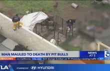 Hodowca psów rasy pitbull został znaleziony zagryziony na śmierć.
