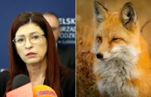 Wścieklizna w województwie lubelskim. Będzie przeprowadzany odstrzał sanitarny