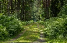 Lasy Państwowe pod lupą NIK [RAPORT]