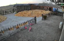 Tygrys syberyjski u bram...