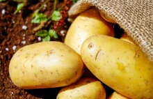 Naukowcy z UPP potwierdzają lecznicze właściwości soku z ziemniaka...