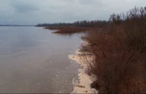 Wisła zagrożona jak Odra? RDOŚ pisze do Tauronu, spółka nie odpowiada dziennikar