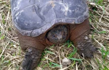 Groźny żółw złapany pod Warszawą - o żółwiu jaszczurowatym