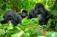 Goryle, człowieku. Naukowcy odkryli towarzyskie cechy u naszych krewniaków
