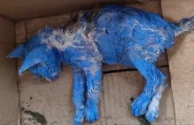 Pomalowali kota na niebiesko dla zabawy a później wyrzucili