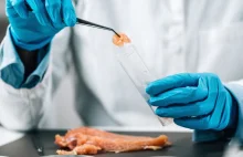 Polska firma ambitnie pracuje nad mięsem z probówki. Prototyp jeszcze w tym roku
