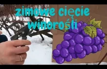 Zimowe cięcie winorośli