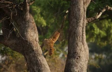 Lampart ryzykuje życie dla posiłku | Planet Earth III | BBC Earth