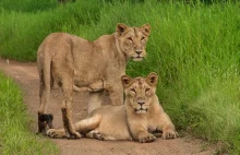 Afera w Indiach o imiona Lwów. Sąd nakazał zmianę bo obrażały uczucia religijne