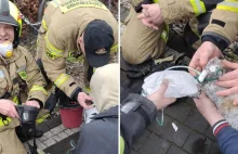 Strażacy uratowali kotkę. Po pożarze podali jej tlen