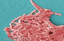 Bakteria legionella w Rzeszowie. Sanepid potwierdza zakażenie u 15 osób