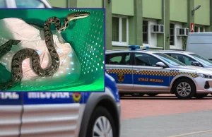 Mieszkańcy Warszawy przerażeni. Wąż tajwański wpełzł do domu