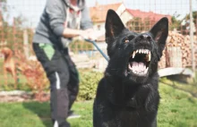 Przyszła z dziećmi na mecz. Zaatakował ich pies z sąsiedniego schroniska