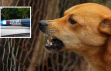 Dramat w Łódzkiem. Znaleziono pogryzione przez zwierzęta ciało 76-latka 20.10.25