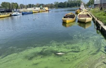 Przedsiębiorcy pełni obaw. Czy złote algi zrujnują biznes nad Odrą?