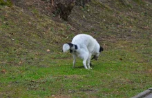 Dwa psy zatruły się podczas spaceru jeden fiknął