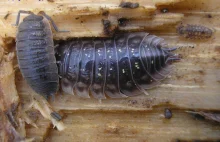 Czy w danej okolicy metale ciężkie zagrażają - to bada się łapiąc prosionki