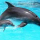 Meksyk mówi "dość". Koniec pokazów delfinów!