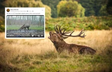 Ten filmik to HIT! Fotopułapka zarejestrowała, jak jeleń zrzuca poroże!