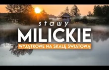 Stawy Milickie - Ptasi raj w centrum Polski.