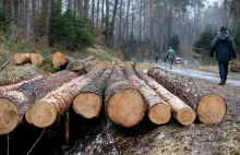 Miliony hektarów lasu pod wycinkę bez ekocertyfikatu