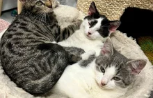 Prośba o Wykop efekt dla naszej fundacji dla kotów!