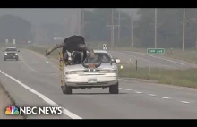 Auto z gigantycznym bykiem jako pasażerem zatrzymane przez policję w Nebraska