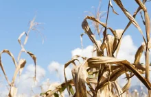 Bolesne skutki suszy: Polskie gospodarstwa rolne tracą niemal 20% dochodów