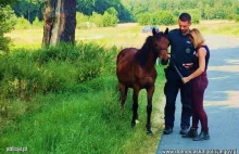 Nietypowa interwencja. Policjanci złapali spłoszonego źrebaka