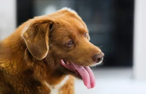 Bobi - najstarszy pies na świecie nie żyje
