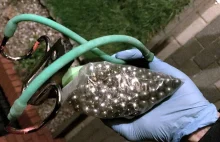 Strzelał metalowymi kulkami