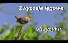 Zwyczaje lęgowe strzyżyka (Troglodytes troglodytes)