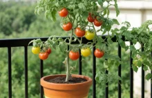 Pomidory na balkonie. Kompletny poradnik domowej uprawy
