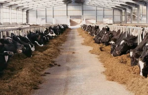 Czy Bovaer jest bezpieczny i skuteczny?