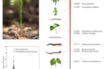 Paproć Tmesipteris oblanceolata - organizm o największym znanym genomie