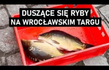 WROCŁAW: Znęcanie się nad karpiami na Świebodzkim i groźby karalne wobec aktywis