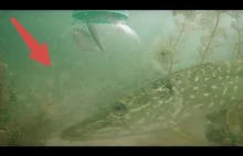 Reakcja szczupaka na słoik z rybami.