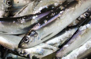 Zakaz połowów śledzia w Morzu Bałtyckim? "To katastrofa dla polskich rybaków"