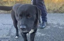 Trzeba nie mieć serca, żeby tak potraktować psa. Znaleźli go na autostradzie