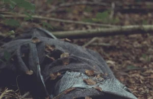 Uczniowie zabili nauczycielkę, bo wystawiła złą ocenę. Ciało ukryli w parku