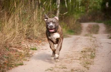 Poszedł z psem na spacer, nie żyje. Amstaff został uśpiony