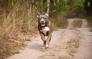 Poszedł z psem na spacer, nie żyje. Amstaff został uśpiony