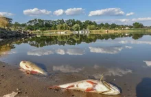 NIK: Możliwe nadużycia w czasie utylizacji śniętych ryb w Odrze