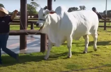 To najdroższa krowa na świecie. Cena zwala z nóg