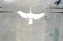 Rosjanie ćwiczą dronami na ptakach migrujących.